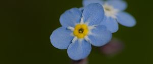 Preview wallpaper forget-me-not, flower, petals, blur, blue