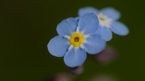 Preview wallpaper forget-me-not, flower, petals, blur, blue