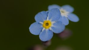 Preview wallpaper forget-me-not, flower, petals, blur, blue