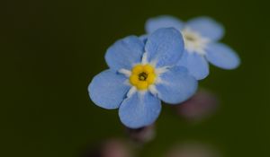 Preview wallpaper forget-me-not, flower, petals, blur, blue