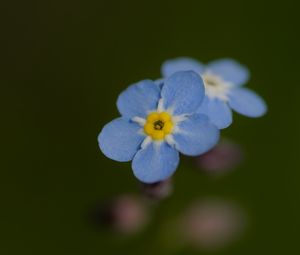 Preview wallpaper forget-me-not, flower, petals, blur, blue