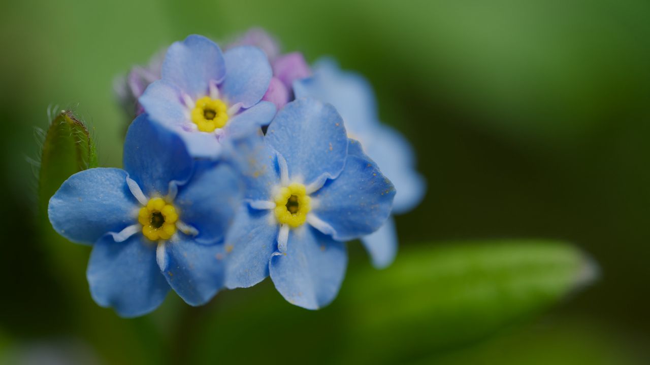 Wallpaper forget-me-not, flower, petals, stamens, macro, plant