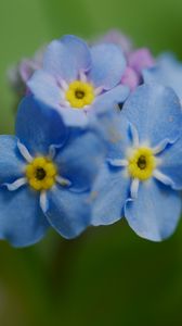 Preview wallpaper forget-me-not, flower, petals, stamens, macro, plant