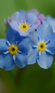 Preview wallpaper forget-me-not, flower, petals, stamens, macro, plant