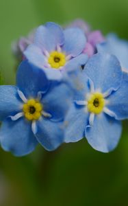 Preview wallpaper forget-me-not, flower, petals, stamens, macro, plant