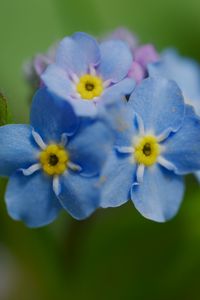 Preview wallpaper forget-me-not, flower, petals, stamens, macro, plant