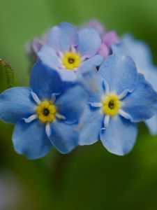 Preview wallpaper forget-me-not, flower, petals, stamens, macro, plant