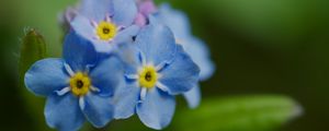Preview wallpaper forget-me-not, flower, petals, stamens, macro, plant