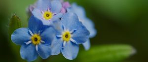Preview wallpaper forget-me-not, flower, petals, stamens, macro, plant