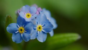 Preview wallpaper forget-me-not, flower, petals, stamens, macro, plant