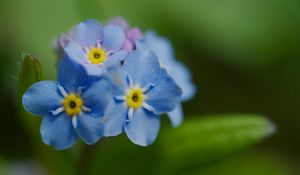 Preview wallpaper forget-me-not, flower, petals, stamens, macro, plant