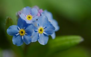 Preview wallpaper forget-me-not, flower, petals, stamens, macro, plant