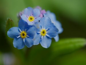 Preview wallpaper forget-me-not, flower, petals, stamens, macro, plant