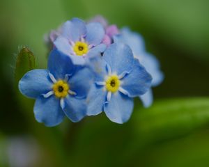 Preview wallpaper forget-me-not, flower, petals, stamens, macro, plant