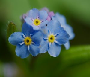 Preview wallpaper forget-me-not, flower, petals, stamens, macro, plant