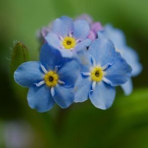 Preview wallpaper forget-me-not, flower, petals, stamens, macro, plant