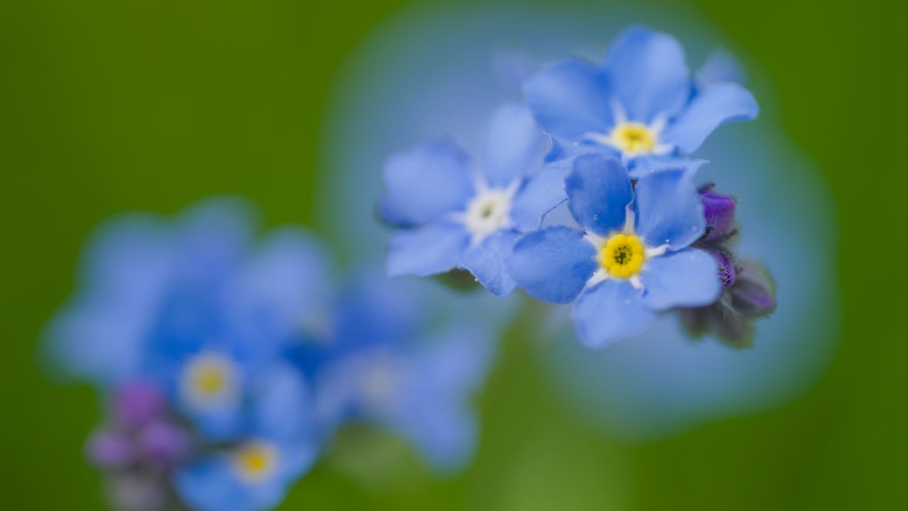 Wallpaper forget-me-not, flowers, petals, blue, blur, macro