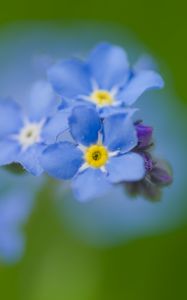 Preview wallpaper forget-me-not, flowers, petals, blue, blur, macro