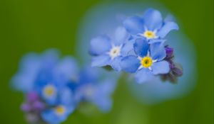 Preview wallpaper forget-me-not, flowers, petals, blue, blur, macro