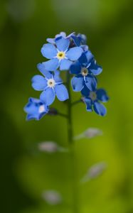 Preview wallpaper forget-me-not, flowers, petals, blur, nature