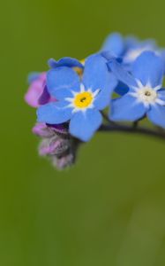 Preview wallpaper forget-me-not, flowers, petals, blue, branch