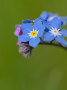 Preview wallpaper forget-me-not, flowers, petals, blue, branch