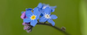 Preview wallpaper forget-me-not, flowers, petals, blue, branch