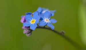 Preview wallpaper forget-me-not, flowers, petals, blue, branch