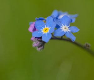 Preview wallpaper forget-me-not, flowers, petals, blue, branch
