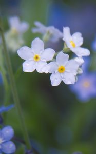 Preview wallpaper forget-me-not, petals, buds, flowers