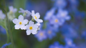 Preview wallpaper forget-me-not, petals, buds, flowers