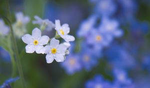 Preview wallpaper forget-me-not, petals, buds, flowers