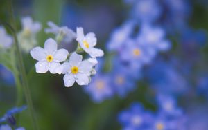 Preview wallpaper forget-me-not, petals, buds, flowers