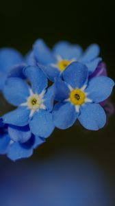 Preview wallpaper forget-me-not, petals, flower, macro, blue
