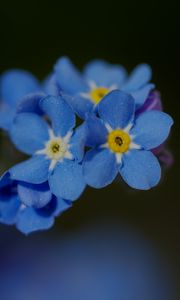 Preview wallpaper forget-me-not, petals, flower, macro, blue