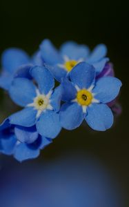 Preview wallpaper forget-me-not, petals, flower, macro, blue