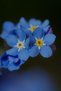 Preview wallpaper forget-me-not, petals, flower, macro, blue