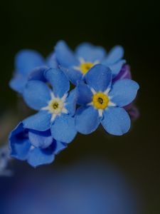 Preview wallpaper forget-me-not, petals, flower, macro, blue
