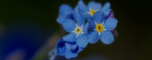 Preview wallpaper forget-me-not, petals, flower, macro, blue