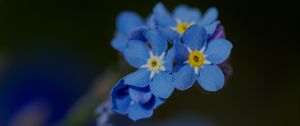 Preview wallpaper forget-me-not, petals, flower, macro, blue