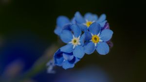 Preview wallpaper forget-me-not, petals, flower, macro, blue