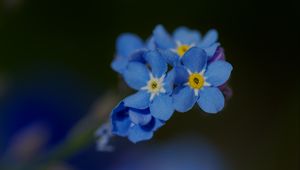 Preview wallpaper forget-me-not, petals, flower, macro, blue