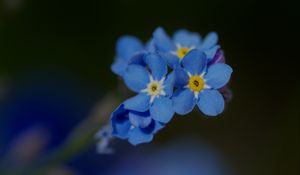 Preview wallpaper forget-me-not, petals, flower, macro, blue