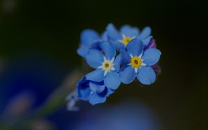 Preview wallpaper forget-me-not, petals, flower, macro, blue