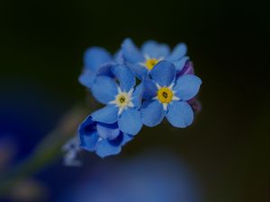 Preview wallpaper forget-me-not, petals, flower, macro, blue