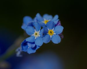 Preview wallpaper forget-me-not, petals, flower, macro, blue