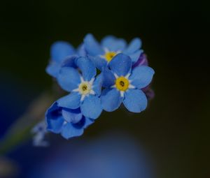 Preview wallpaper forget-me-not, petals, flower, macro, blue