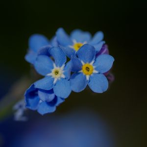 Preview wallpaper forget-me-not, petals, flower, macro, blue