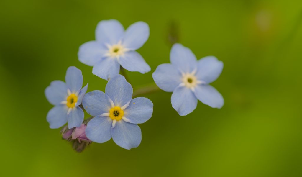 1024x600 Wallpaper forget-me-nots, flowers, blue, macro, blur