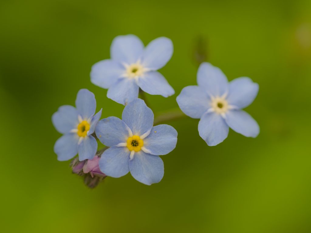 1024x768 Wallpaper forget-me-nots, flowers, blue, macro, blur